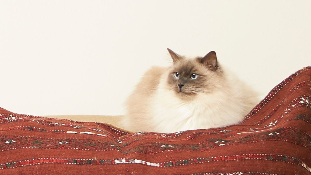 Kočka odpočívá na dece v prostředí s čistým vzduchem, které je vhodné pro alergiky