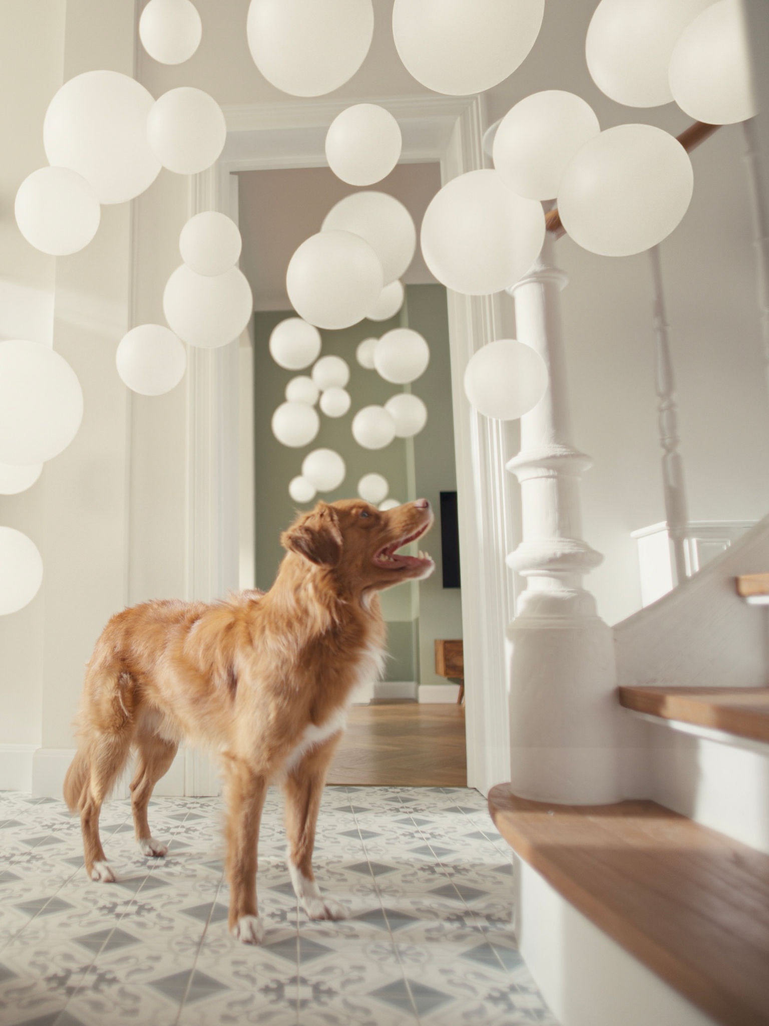 Pes na chodbě s čističkou vzduchu Daikin poblíž, která filtruje zvířecí chlupy a pachy